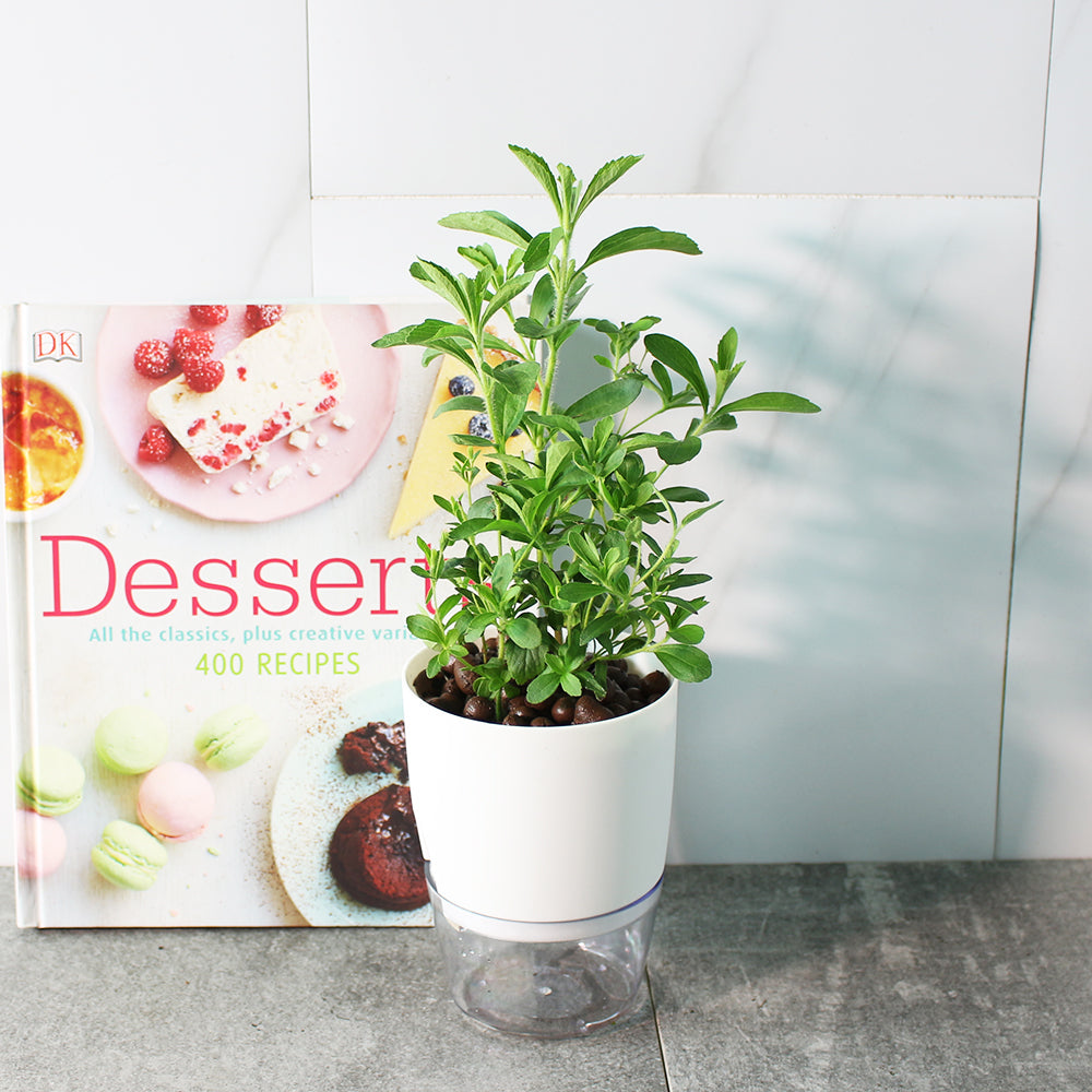 甜菊 | 水耕 | 天然的代糖 | 膳食纖維 | 泡茶 | 甜葉菊 | 無土栽培 | 陽光植物