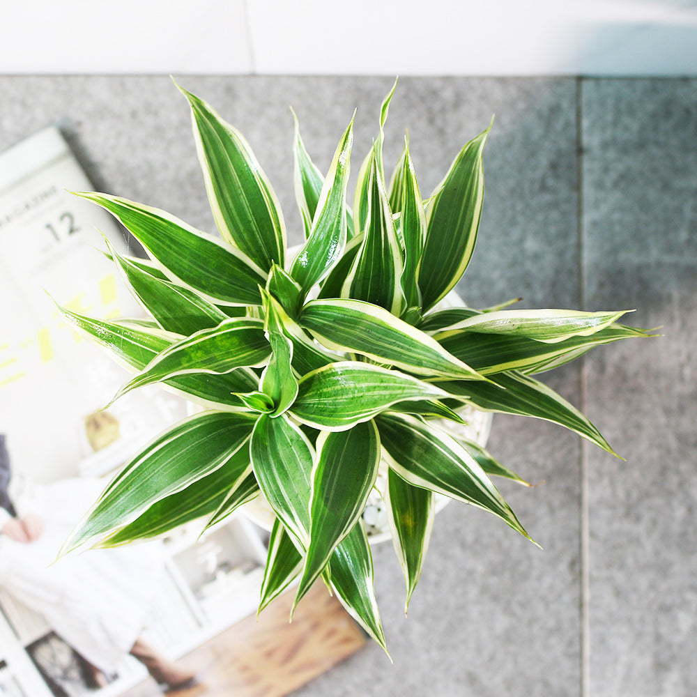 黃竹 | 綠竹 | 開運竹 | 水耕 | 很耐陰 | 萬年青的一種 | 無土栽培 | 室內植物