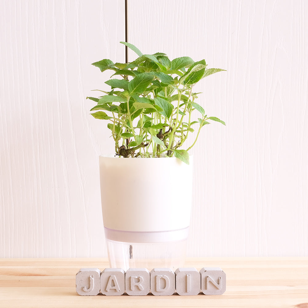 鳳梨鼠尾草 | 水耕|葉片有鳳梨的味道 | 花和葉都可泡茶|泡茶好喝 | 無土栽培|陽光植物