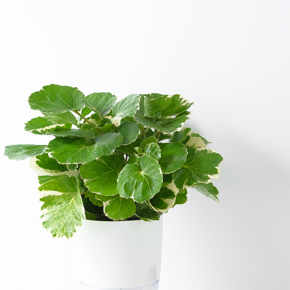 白雪福祿桐|招財植物 | 水耕 | 無土栽培 | 綴化品種 | 室內植物