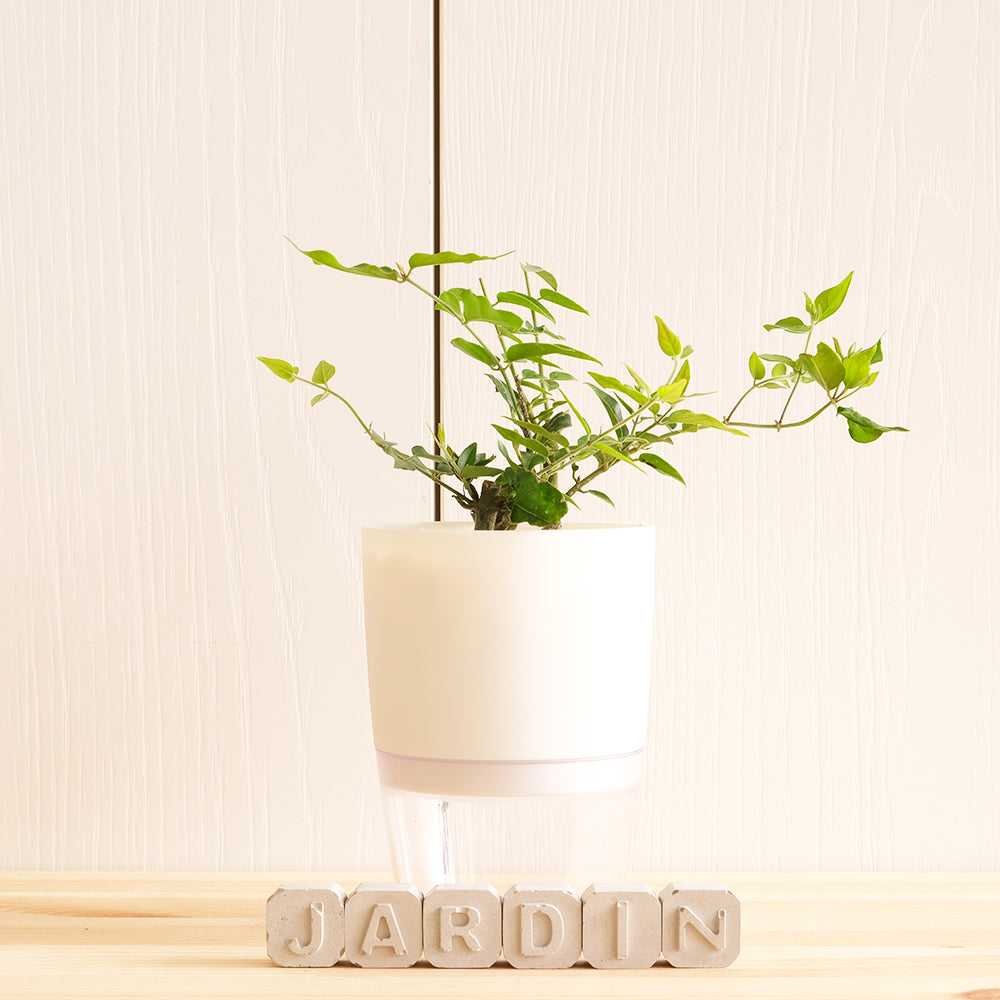 毛茉莉 | 水耕 | 星星茉莉 | 多花素馨 | 有香氣 | 無土栽培 | 陽光植物