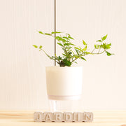 毛茉莉 | 水耕 | 星星茉莉 | 多花素馨 | 有香氣 | 無土栽培 | 陽光植物