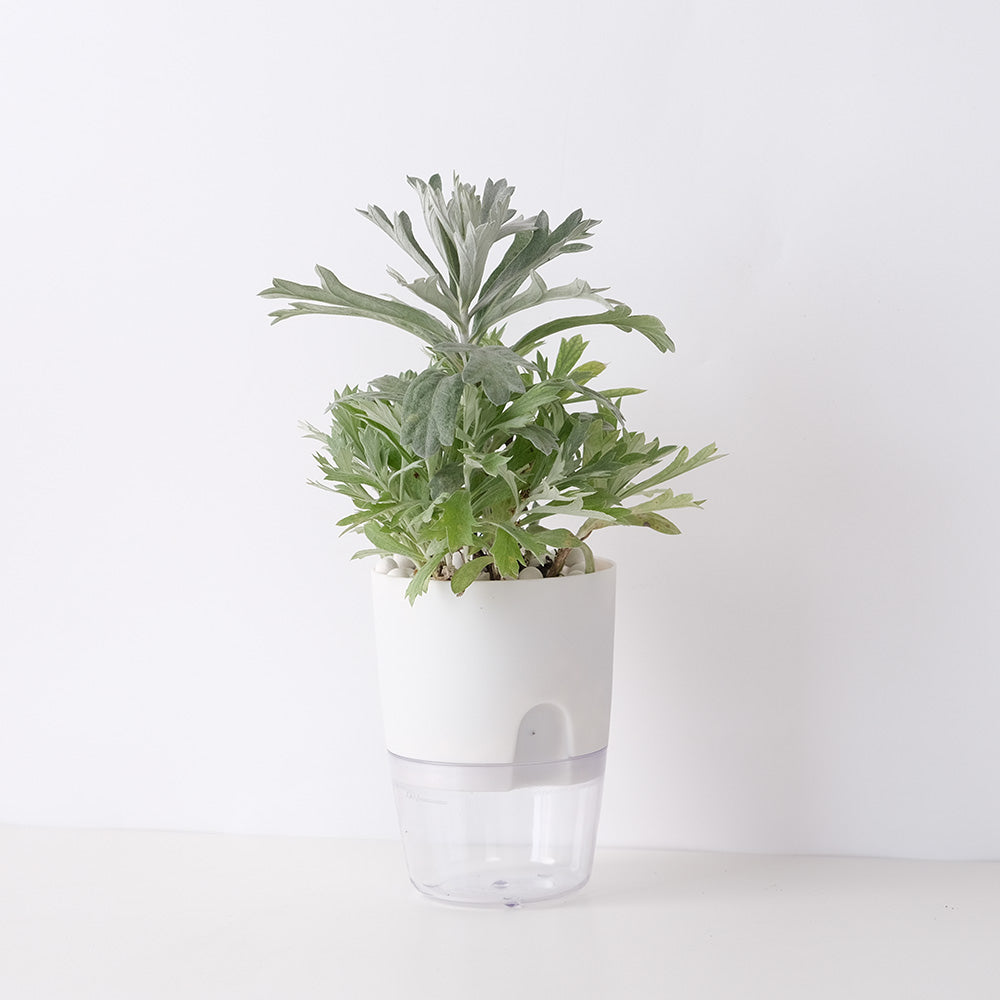 白鼠尾草 | 水耕 | 銀艾 | 加州植物 | 淨化空間 | 無土栽培 | 陽光植物