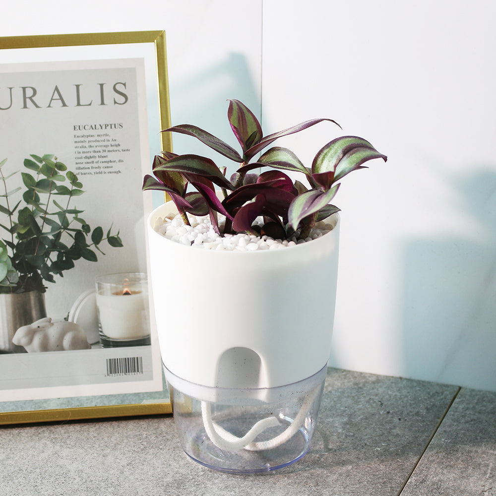 紫背鴨拓草 | 水耕 | 好照顧的垂掛植物 | 無土栽培 | 室內植物