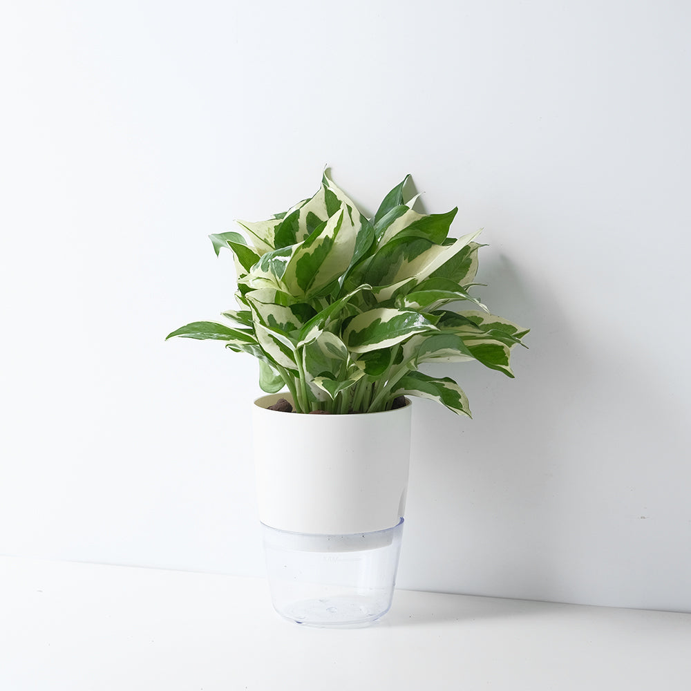 白金葛 | 水耕|珍珠與玉|無土栽培|室內植物