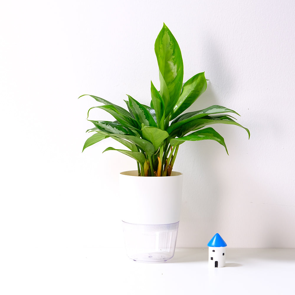 巴黎美人粗肋草 | 葉面有白色的閃電紋路 | 水耕|無土栽培|室內植物