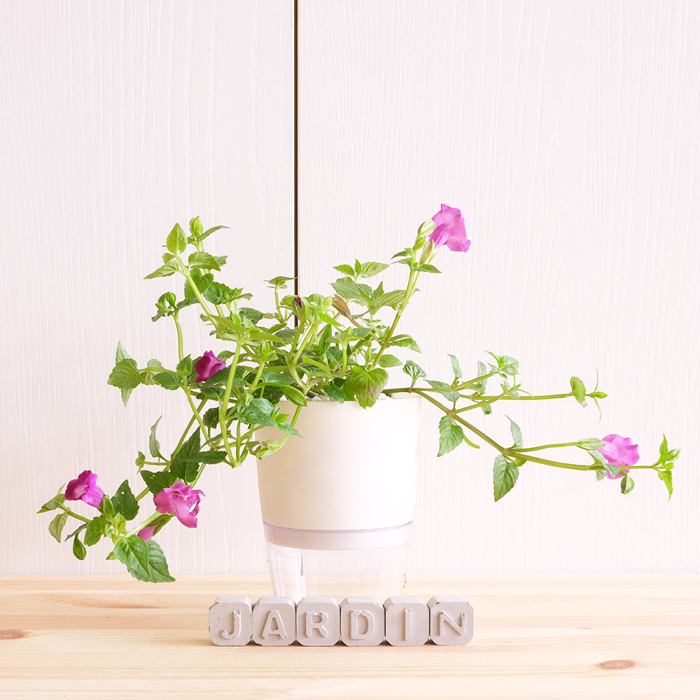 蔓性夏堇 | 水耕 | 多年生的夏堇 | 新手植物 | 全日照、半日照都會開花 | 無土栽培 | 陽光植物