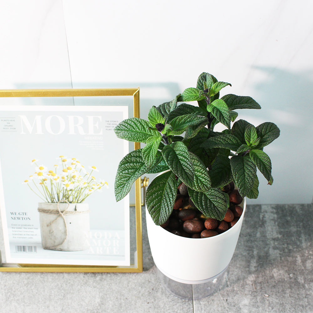 香水草| 水耕 | 濃郁且迷人的香氣 | 南美天芥菜 | 洋茉莉 | 無土栽培 | 陽光植物