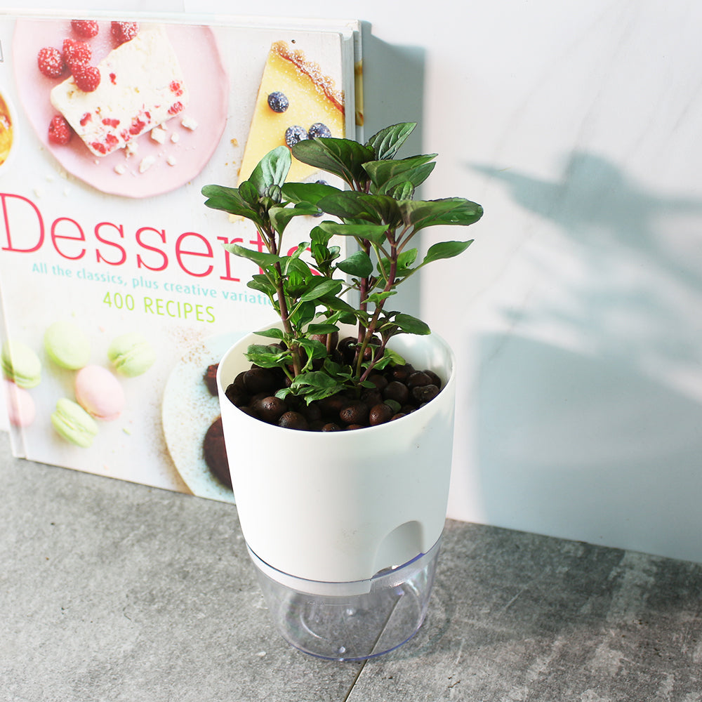 萊姆薄荷 | 水耕 | 泡茶 | 檸檬水 | 沙拉 | 無土栽培 | 陽光植物