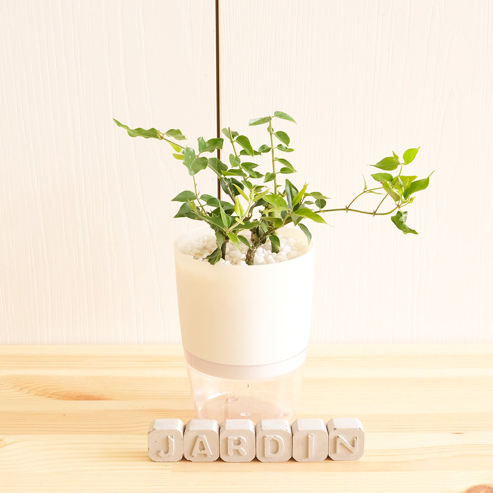 毛茉莉 | 水耕 | 星星茉莉 | 多花素馨 | 有香氣 | 無土栽培 | 陽光植物