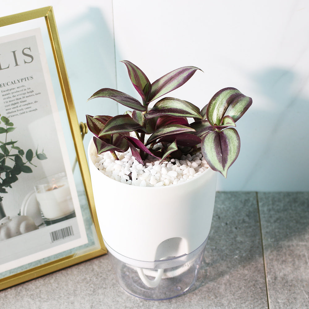 紫背鴨拓草 | 水耕 | 好照顧的垂掛植物 | 無土栽培 | 室內植物