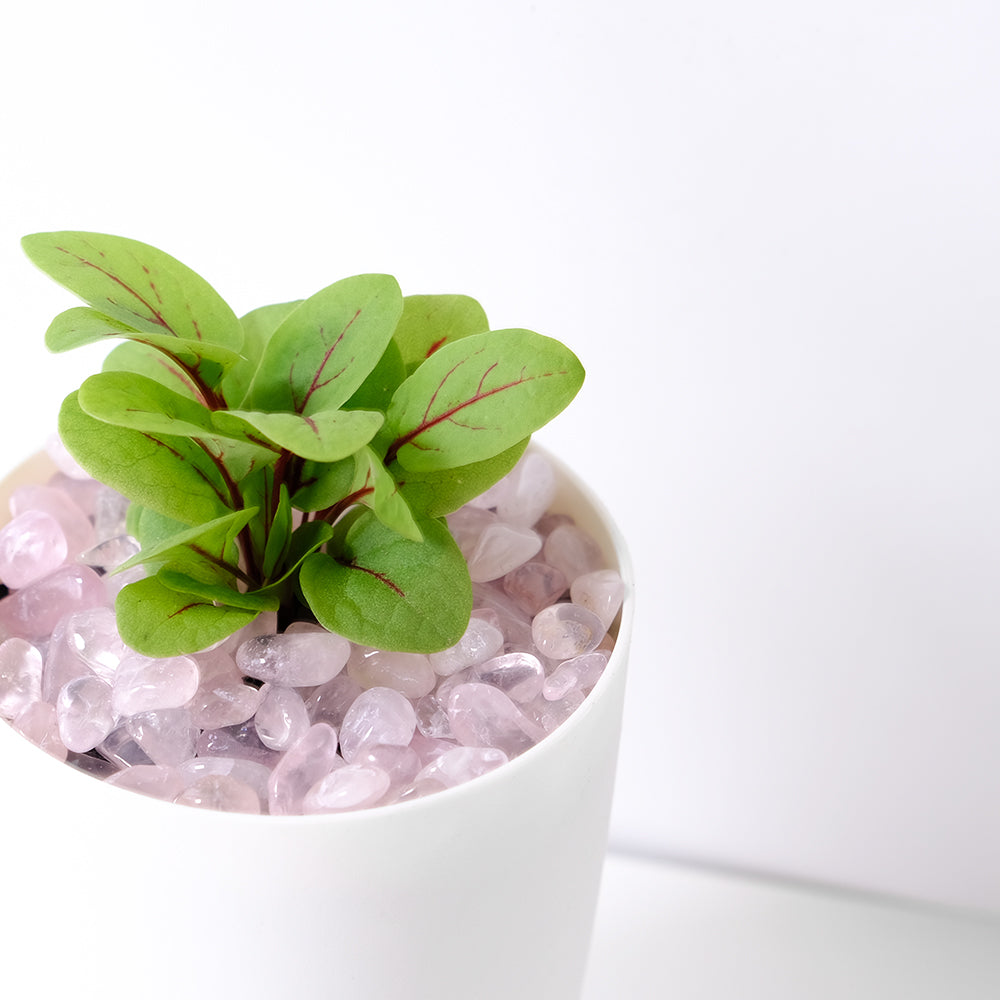 紅脈酸模 | 水耕 | 高級的生菜擺飾 | 無土栽培 | 陽光植物