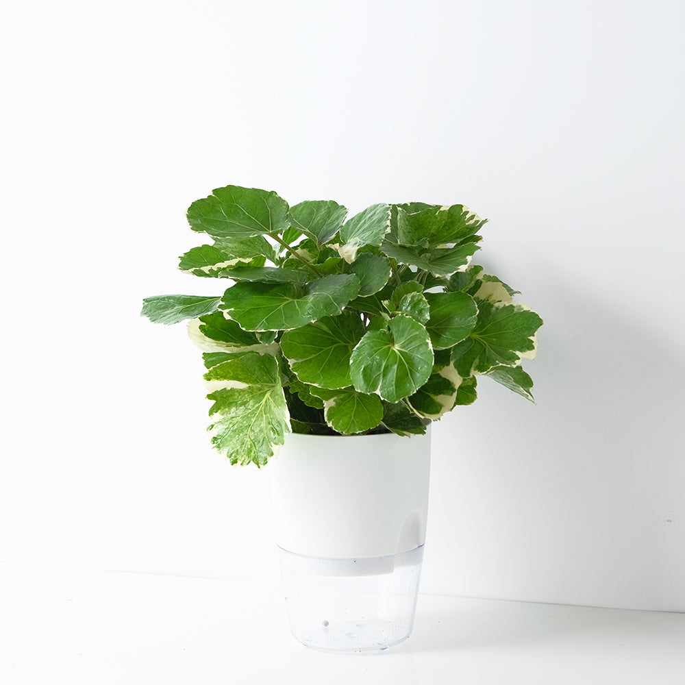 白雪福祿桐|招財植物 | 水耕 | 無土栽培 | 綴化品種 | 室內植物