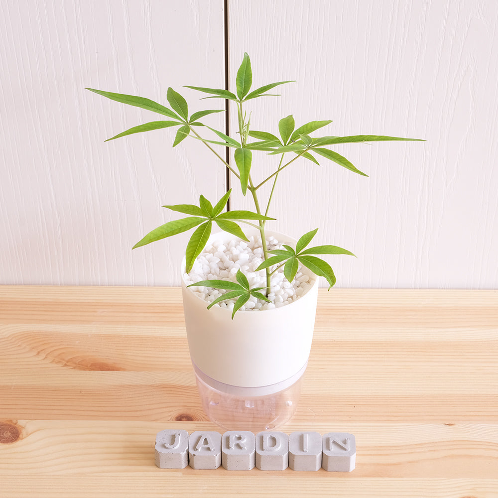 貞節樹 | 穗花牡荊 | 西洋牡荊 | 聖潔莓 | 每年春天開藍色的花 | 陽光植物 | 黃金會員以上限定