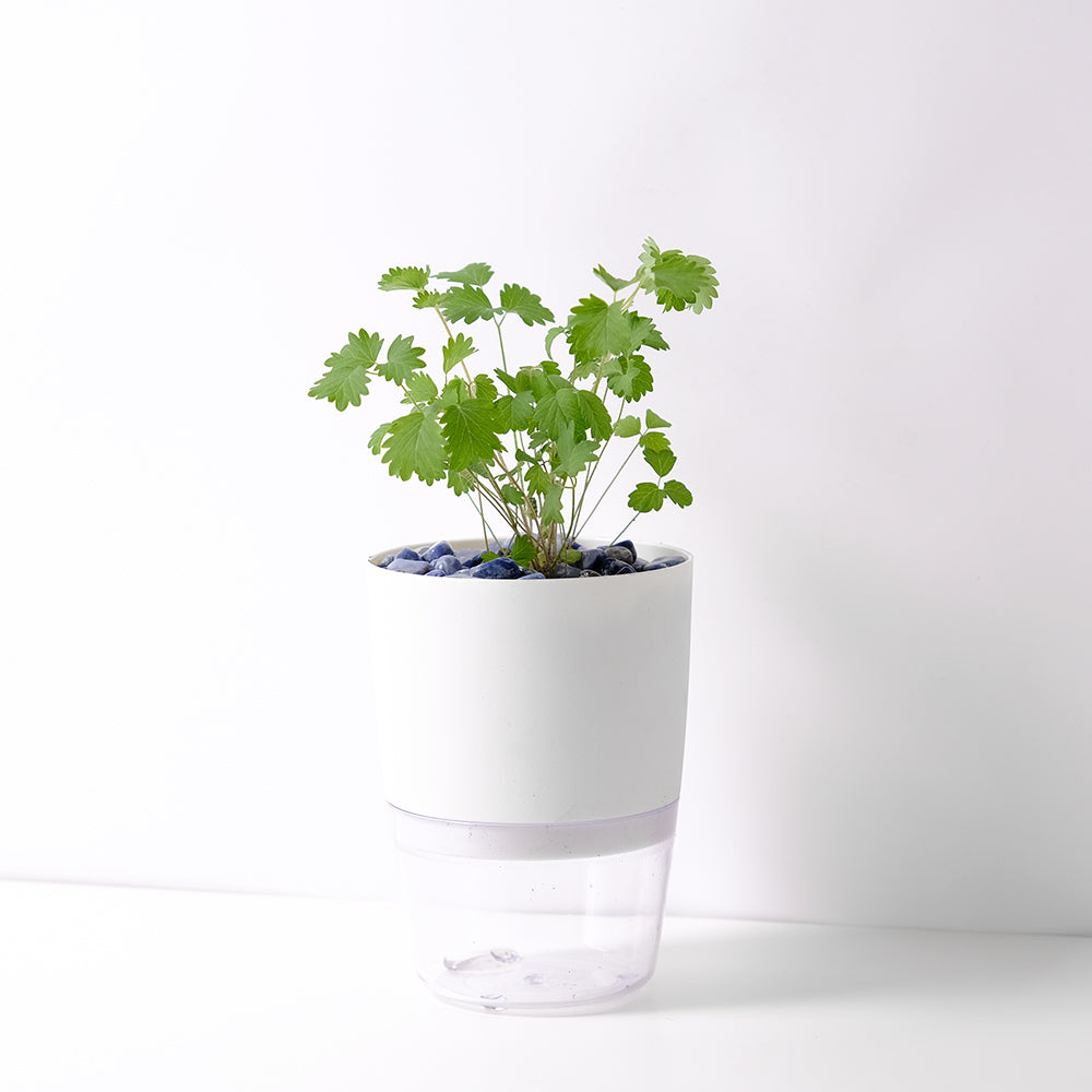 小地榆 | 水耕 | 做沙拉、醬汁、調酒 、泡茶 | 溫和的黃瓜味 | 無土栽培 | 陽光植物