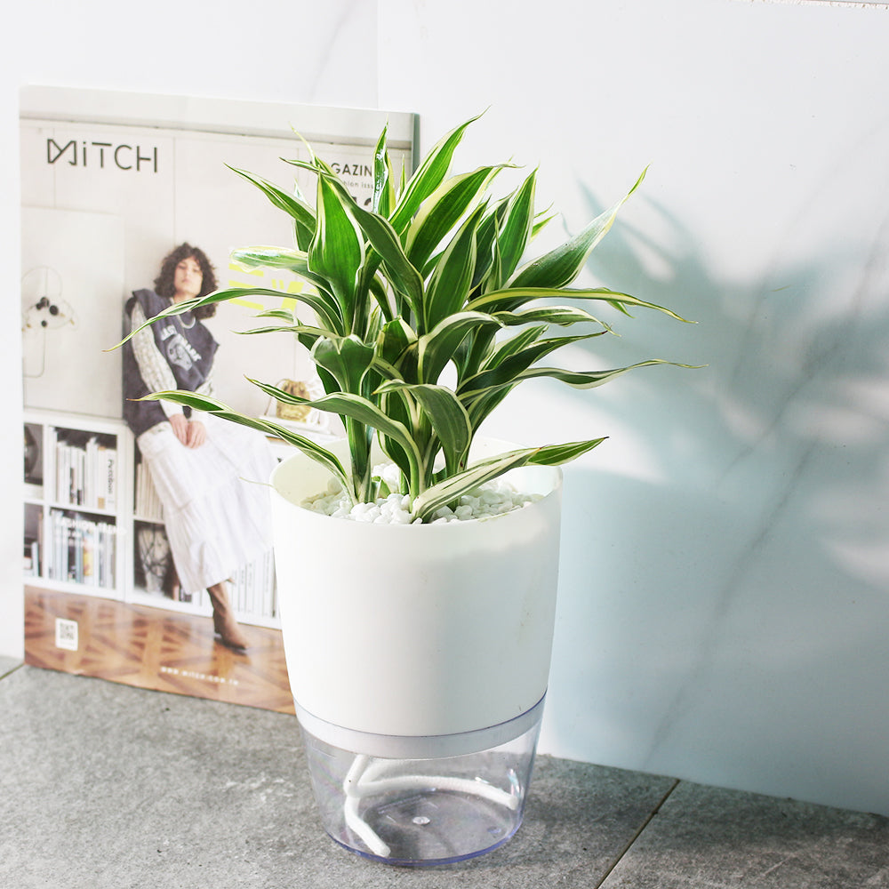 黃竹 | 綠竹 | 開運竹 | 水耕 | 很耐陰 | 萬年青的一種 | 無土栽培 | 室內植物