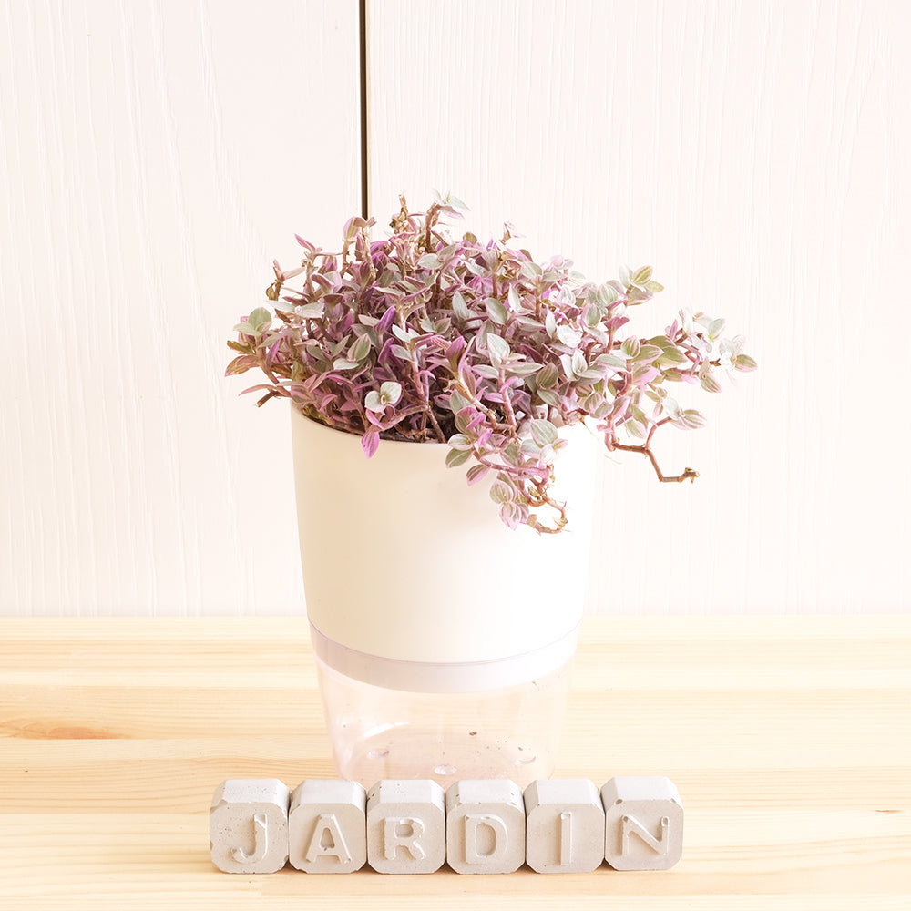 胭脂雲 | 水耕 | 粉紅淑女錦竹草 | 攀緣馬蹄蓮 | 無土栽培 | 陽光植物