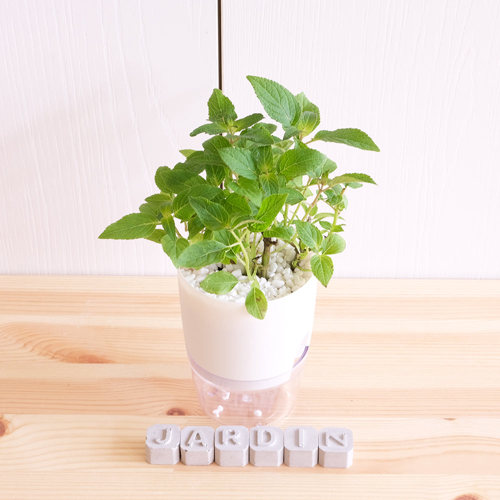 鳳梨鼠尾草 | 水耕|葉片有鳳梨的味道 | 花和葉都可泡茶|泡茶好喝 | 無土栽培|陽光植物