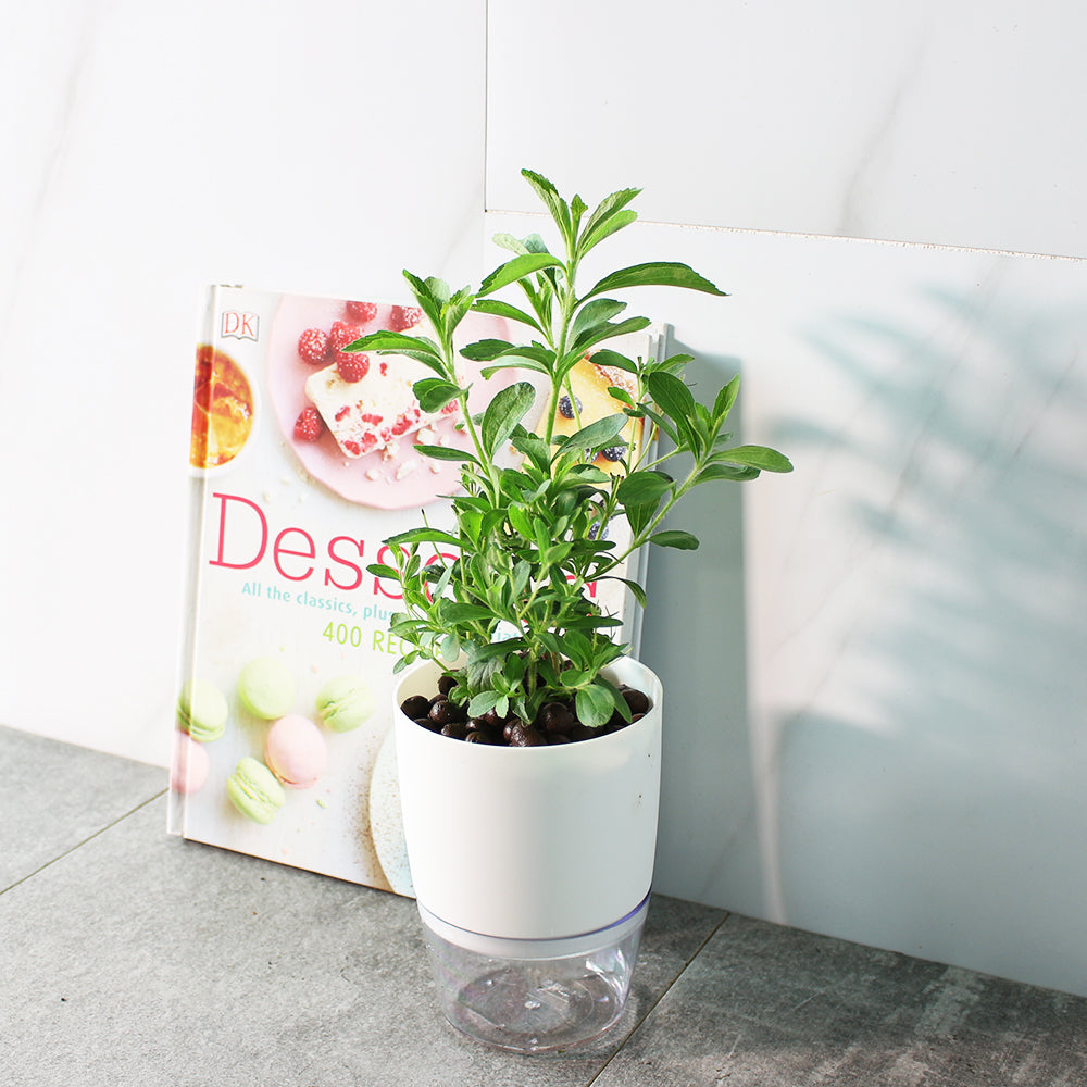 甜菊 | 水耕 | 天然的代糖 | 膳食纖維 | 泡茶 | 甜葉菊 | 無土栽培 | 陽光植物