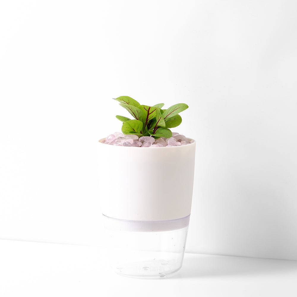 紅脈酸模 | 水耕 | 高級的生菜擺飾 | 無土栽培 | 陽光植物