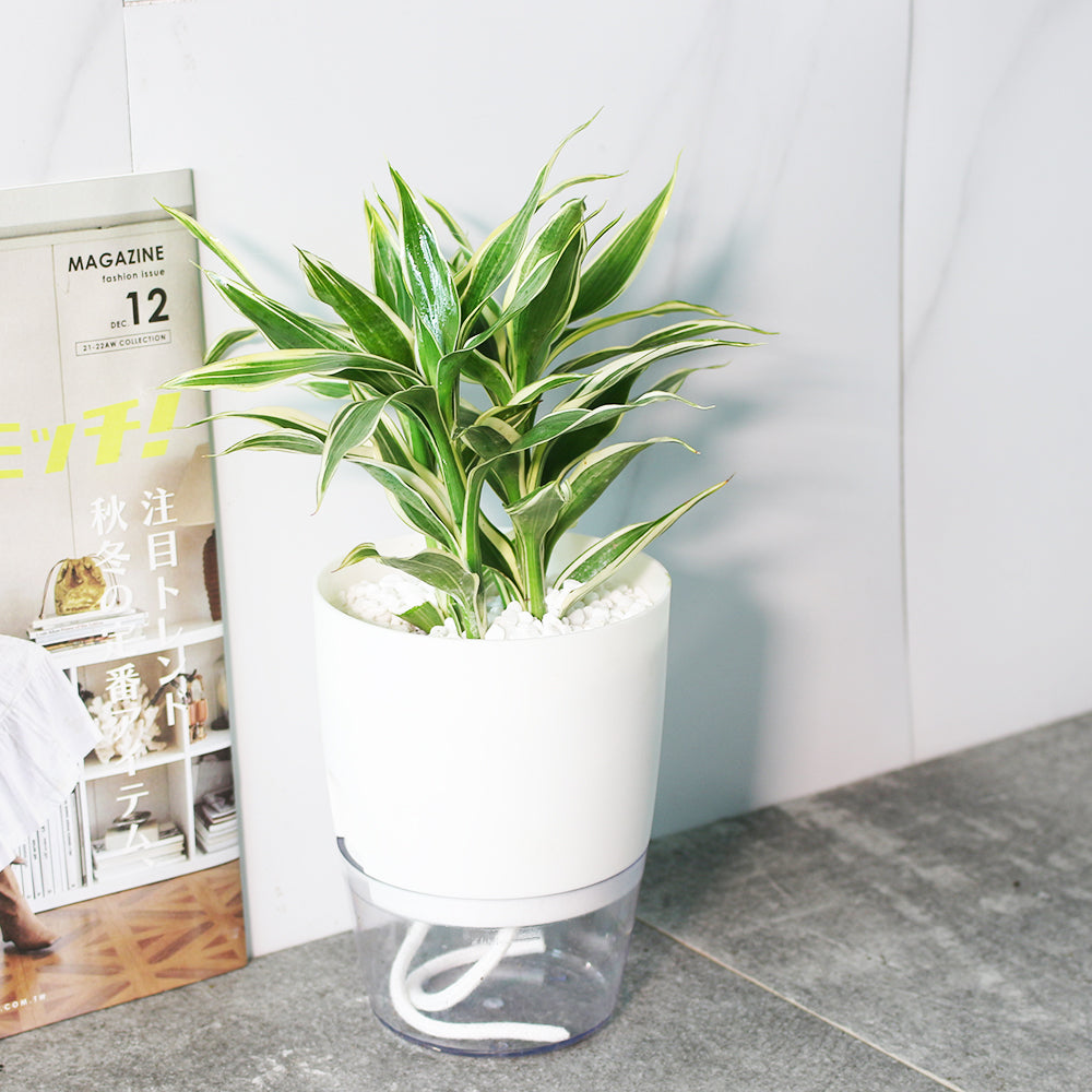 黃竹 | 綠竹 | 開運竹 | 水耕 | 很耐陰 | 萬年青的一種 | 無土栽培 | 室內植物