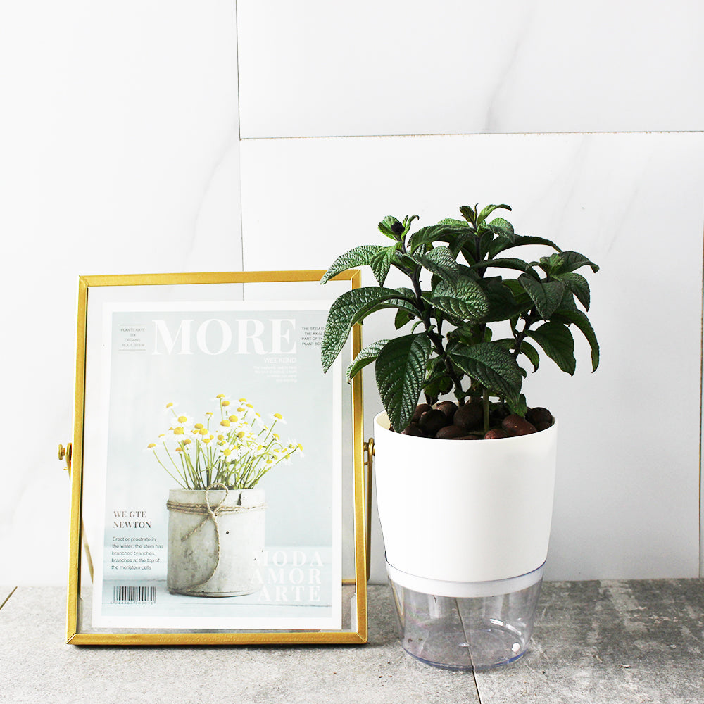 香水草| 水耕 | 濃郁且迷人的香氣 | 南美天芥菜 | 洋茉莉 | 無土栽培 | 陽光植物