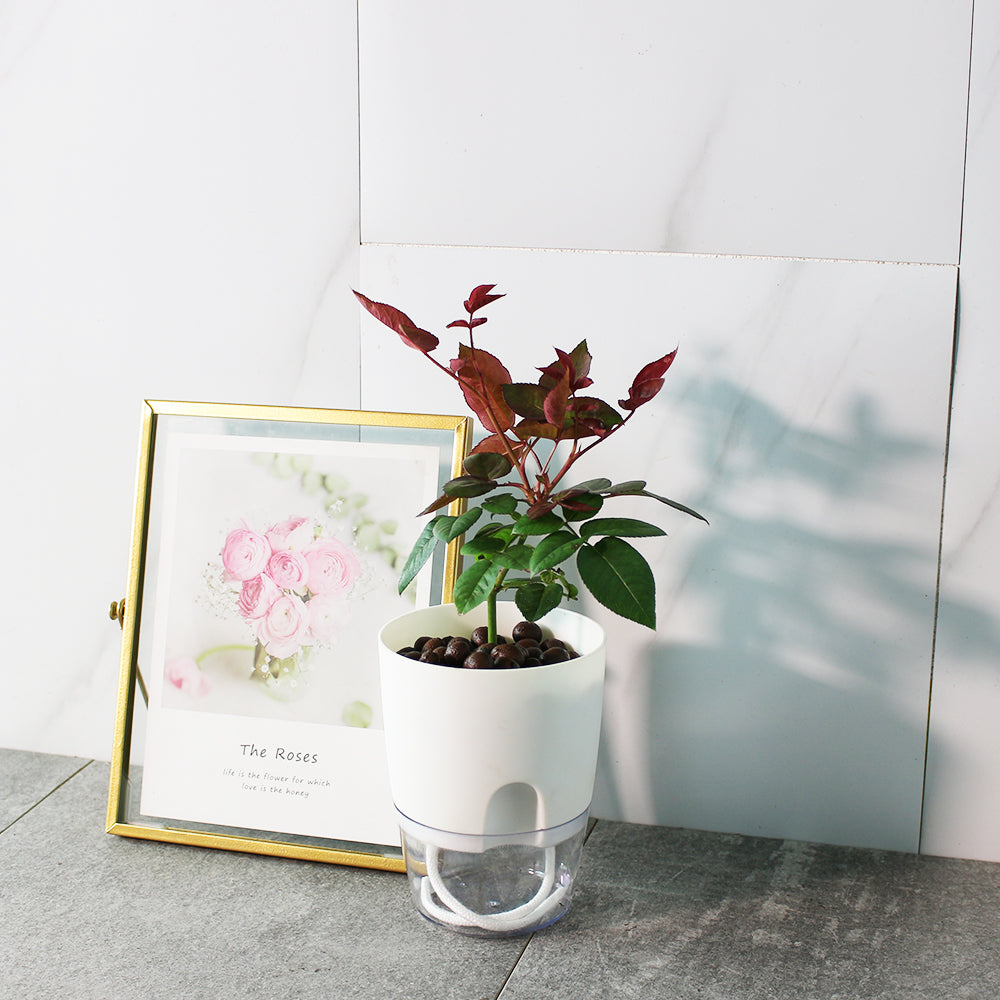 蜜妮玫瑰 | 水耕|可食用、紅色、少刺|荔枝香氣 | 無土栽培|陽光植物