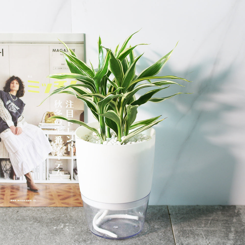 黃竹 | 綠竹 | 開運竹 | 水耕 | 很耐陰 | 萬年青的一種 | 無土栽培 | 室內植物