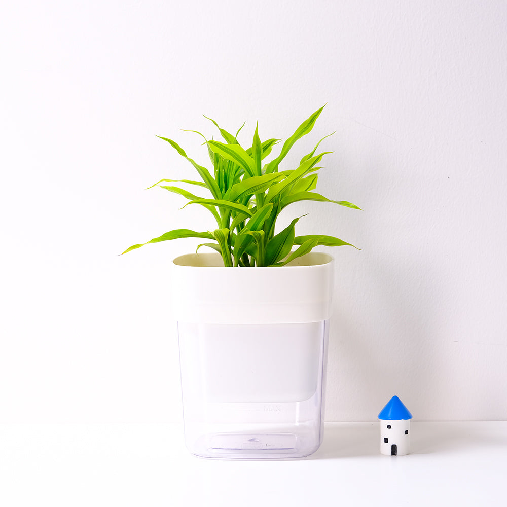 黃竹 | 綠竹 | 開運竹 | 水耕 | 很耐陰 | 萬年青的一種 | 無土栽培 | 室內植物