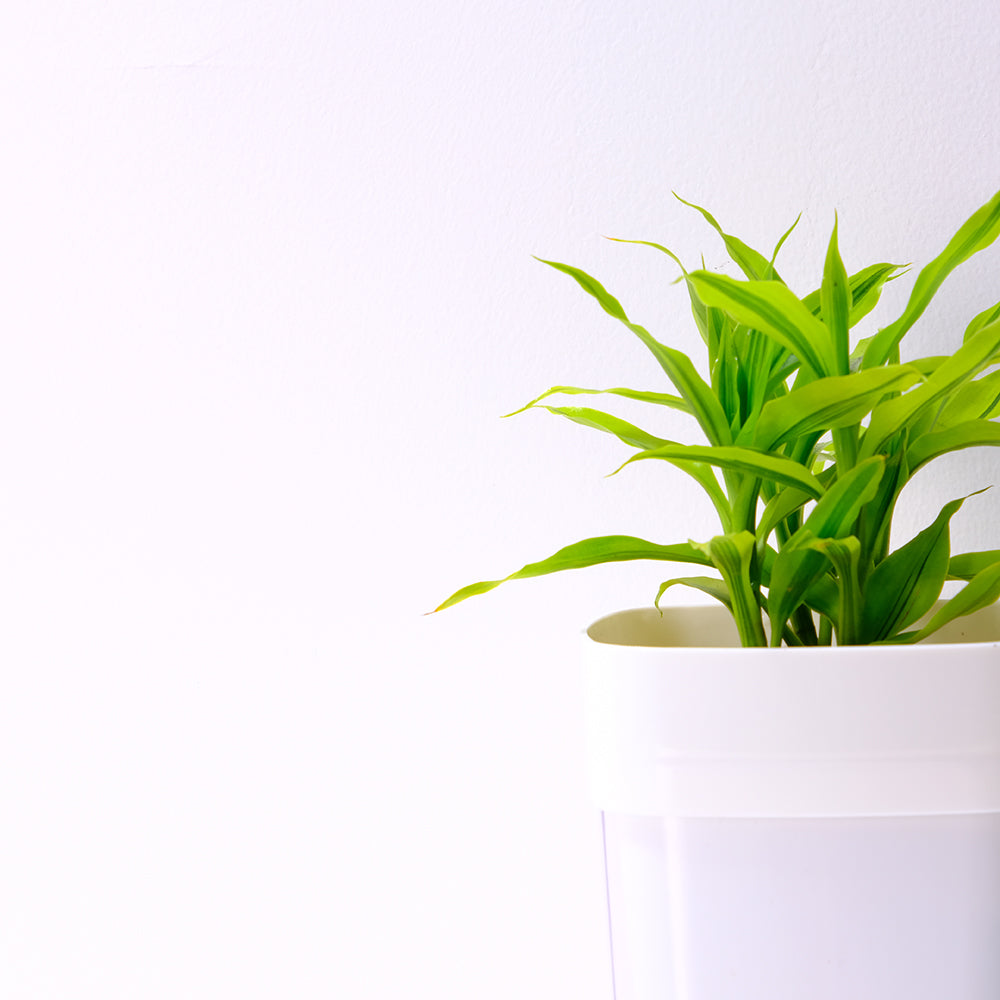 黃竹 | 綠竹 | 開運竹 | 水耕 | 很耐陰 | 萬年青的一種 | 無土栽培 | 室內植物