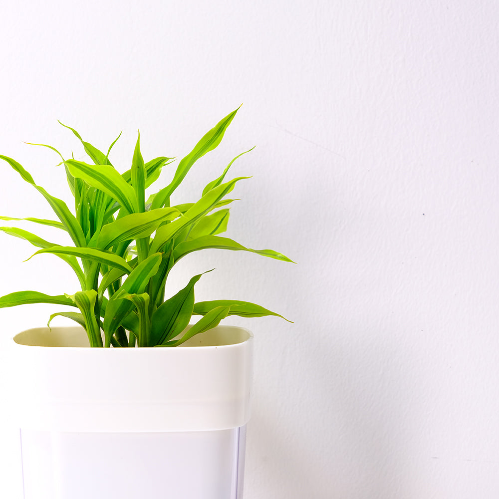 黃竹 | 綠竹 | 開運竹 | 水耕 | 很耐陰 | 萬年青的一種 | 無土栽培 | 室內植物