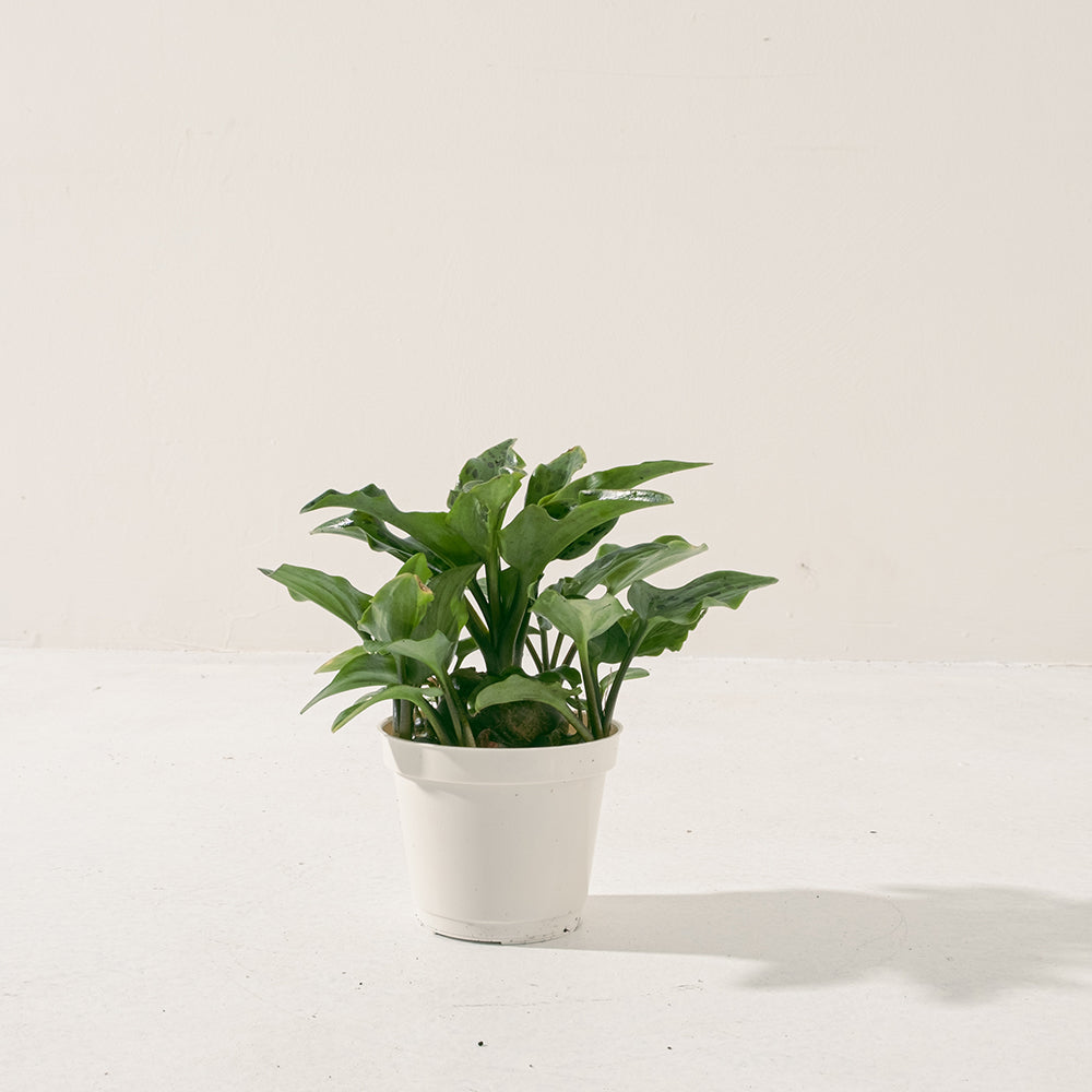 油點百合盆栽 | 花豹的耳朵 | 會開花且花會香 | 多肉植物