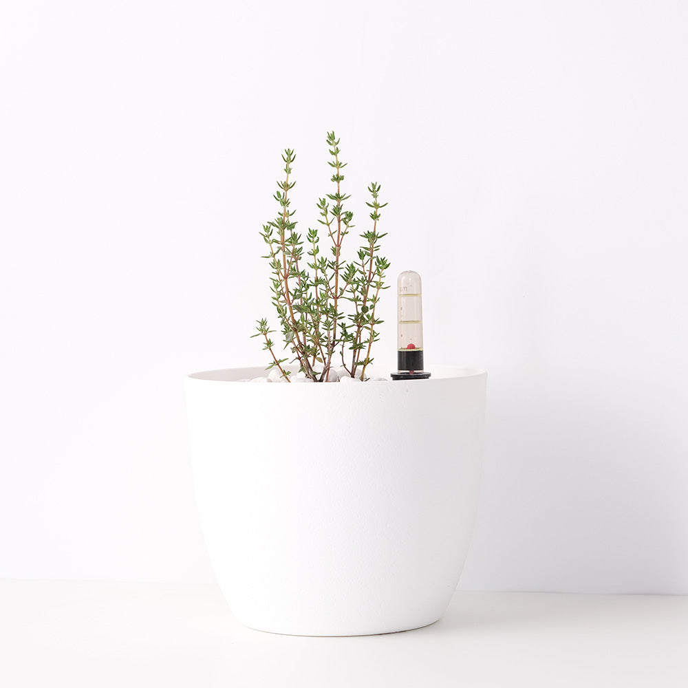 早花百里香 | 水耕 | 開紅花的品種 | 百里香之母 | 無土栽培 | 陽光植物