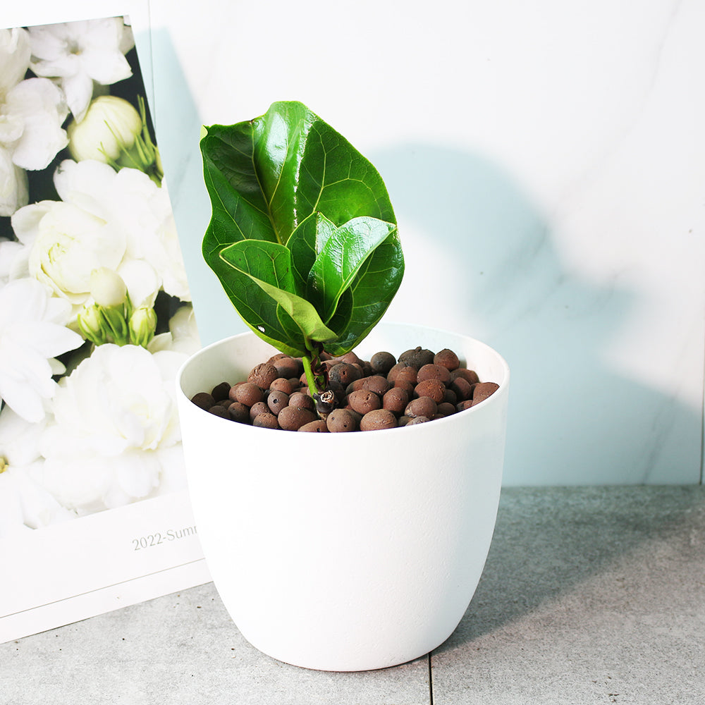 琴葉榕 | 水耕 | 提琴樹 | 淨化空氣 | 維持濕度 | 無土栽培 | 室內植物