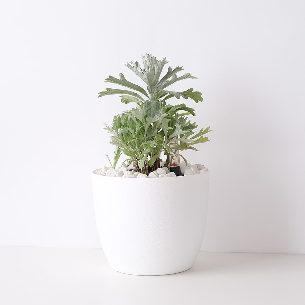 白鼠尾草 | 水耕 | 銀艾 | 加州植物 | 淨化空間 | 無土栽培 | 陽光植物