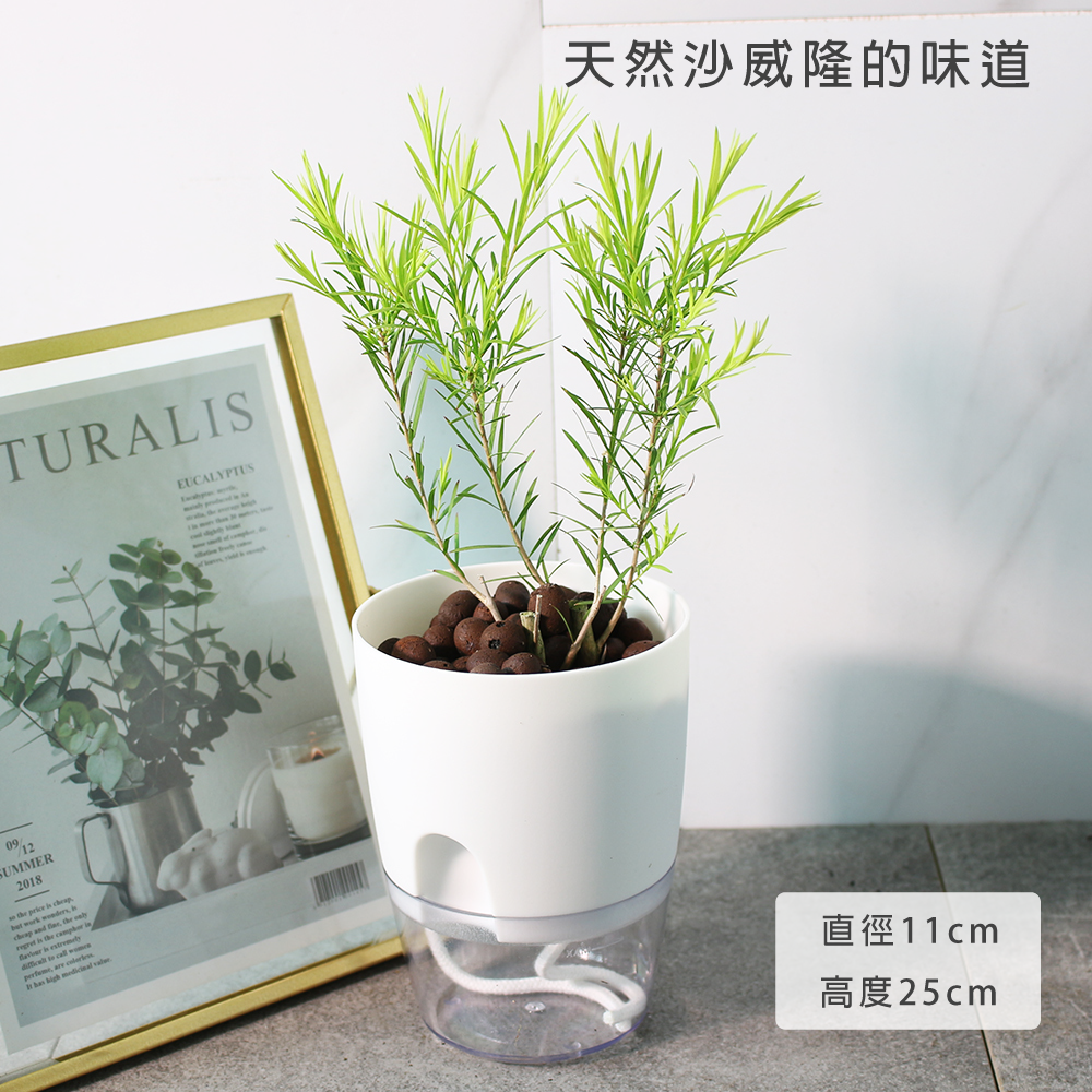 澳洲茶樹 | 水耕 | 天然沙威隆的味道 | 用手搓葉片就有香氣 | 無土栽培|陽光植物