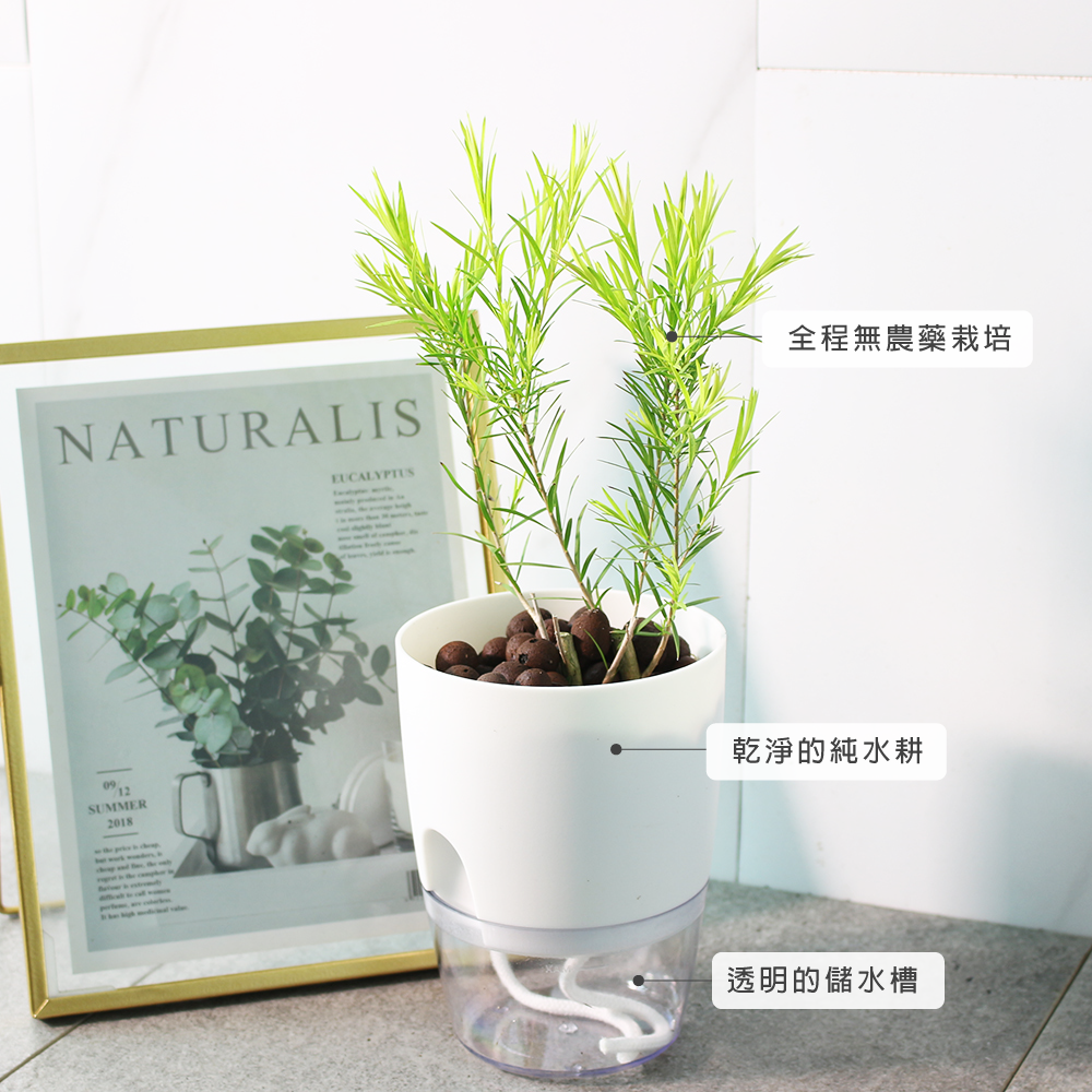 澳洲茶樹 | 水耕 | 天然沙威隆的味道 | 用手搓葉片就有香氣 | 無土栽培|陽光植物