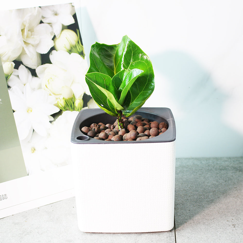 琴葉榕 | 水耕 | 提琴樹 | 淨化空氣 | 維持濕度 | 無土栽培 | 室內植物