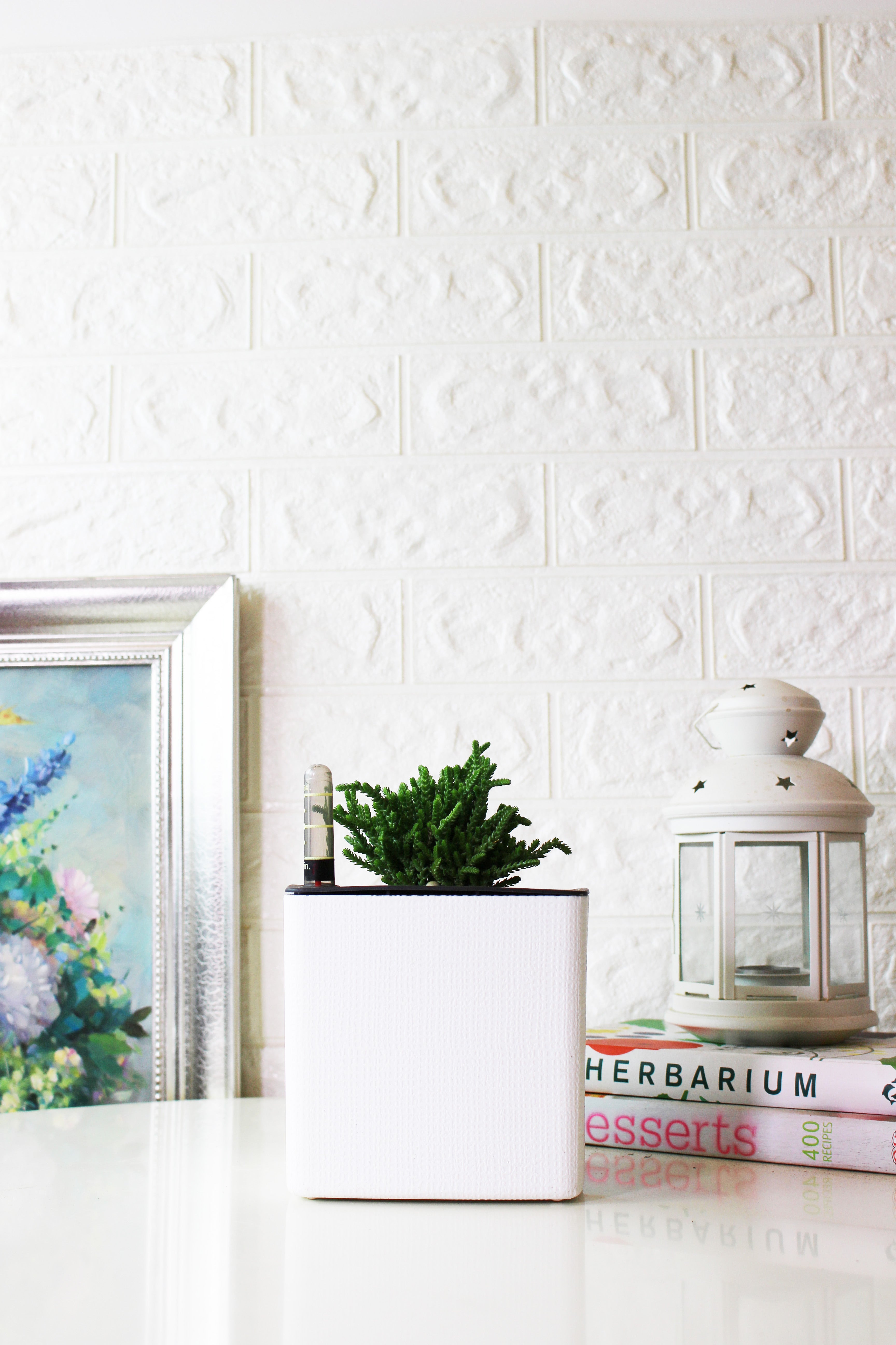 美杜莎盆栽|多肉植物 | 陽光植物