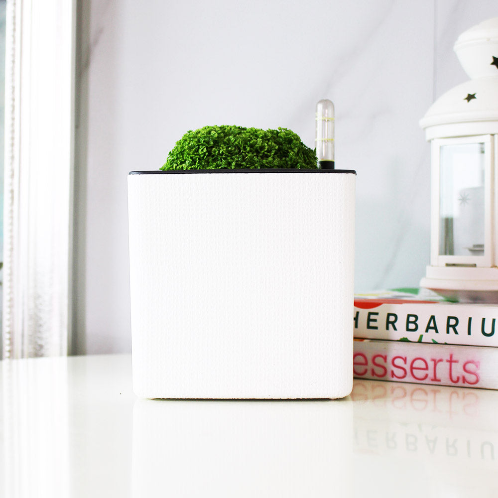 冰淇淋捲柏 | 細葉捲柏 | 蕾絲捲柏 | 愛心捲柏 | 陽光植物