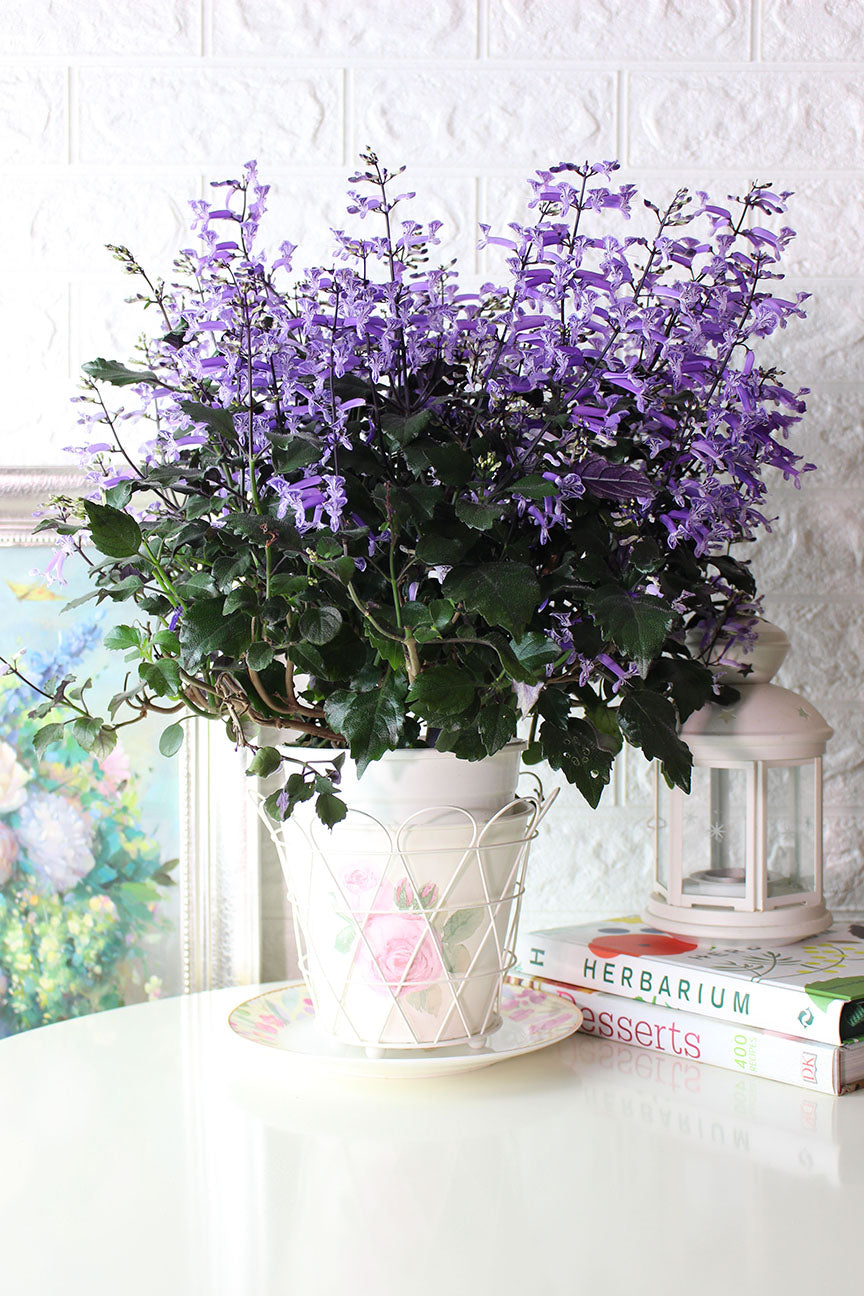 紫鳳凰 | 夢娜薰衣草 | 幾乎全年開花| 陽光植物