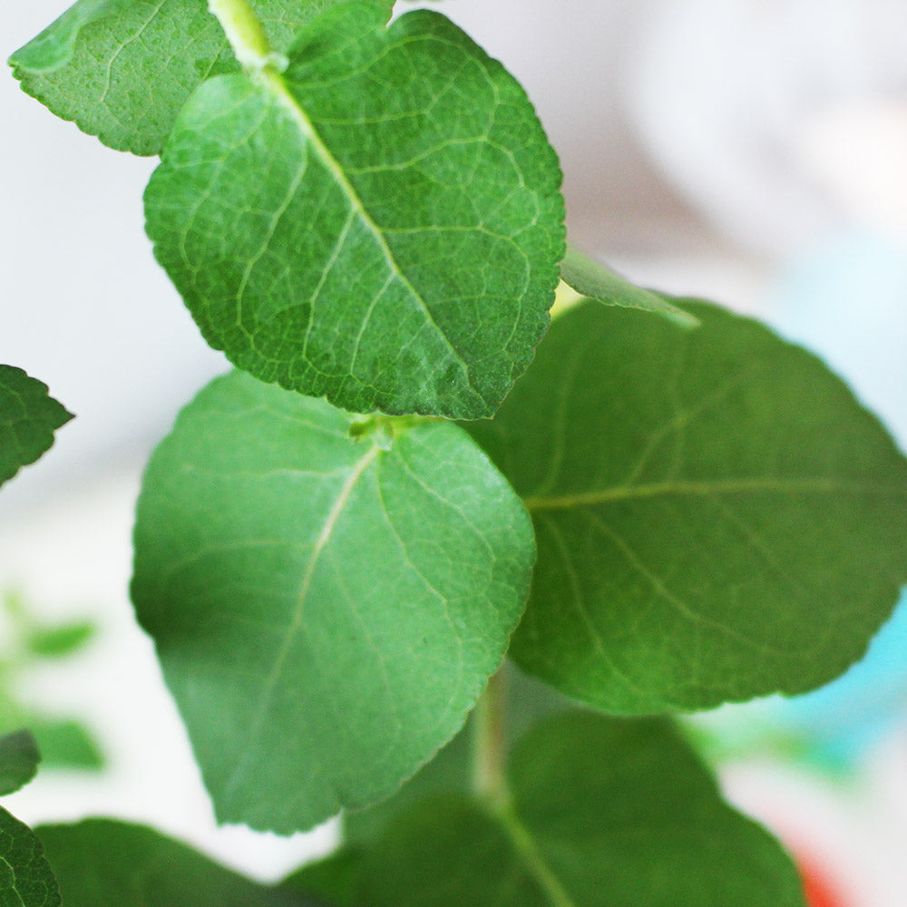 蘋果桉 | 尤加利的香氣 | 蘋果尤加利 | 陽光植物