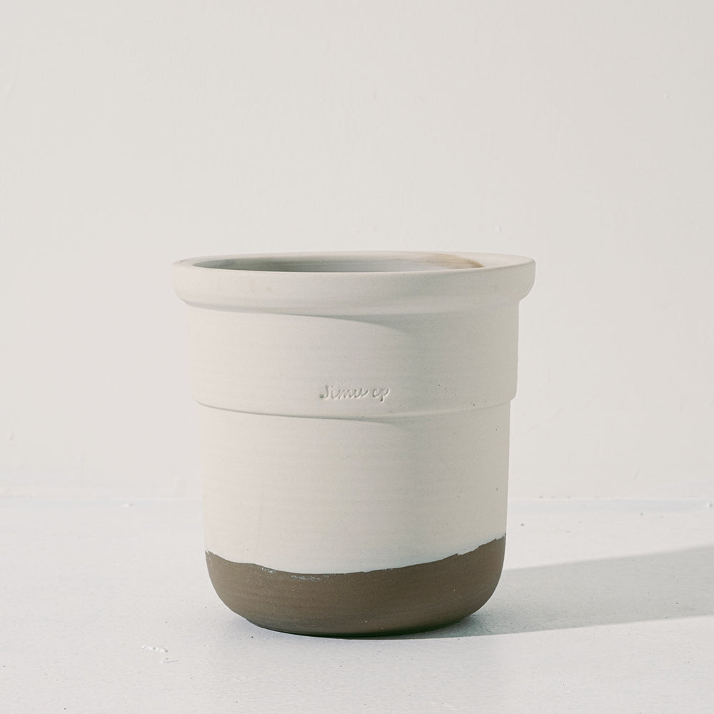 龜背芋 | 水耕 | 土耕 | 又大又美的葉片 | 無土栽培 | 室內植物