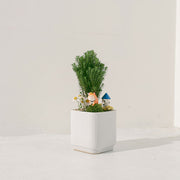 貓散步組合盆栽 | 暖陽陪伴,森林漫遊 | 淨化空間中的負面氣場 | 陽光植物