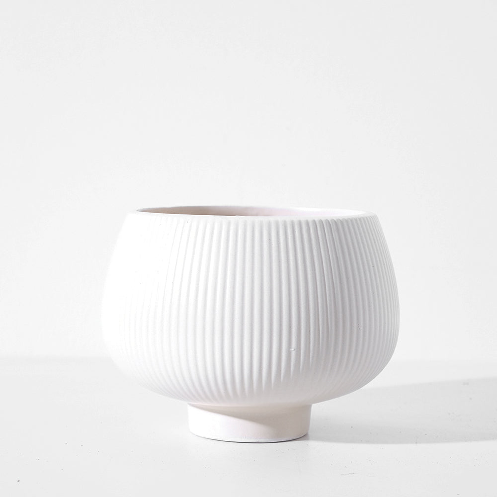 米老鼠仙人掌 | 白烏帽子 | 陽光植物