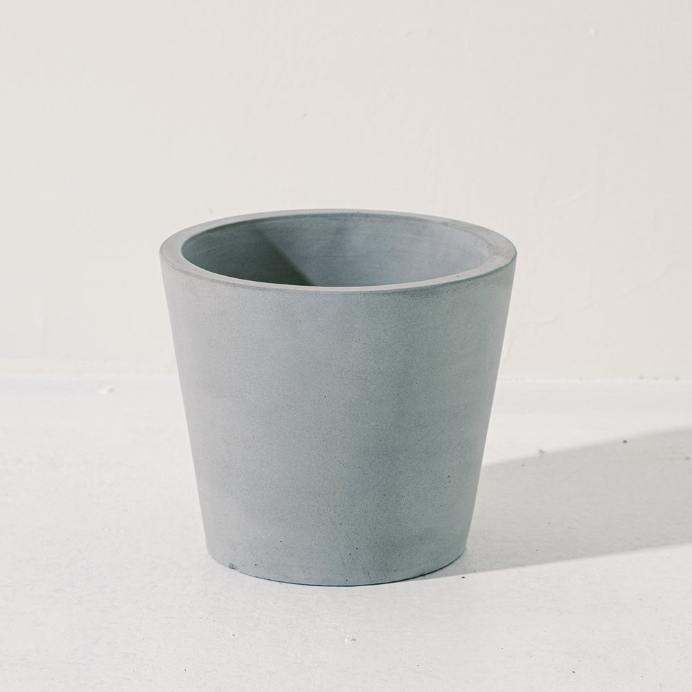 金狗毛蕨 | 蕨類植物 | 觸感像黃金獵犬 | 台灣特有種 | 室內植物