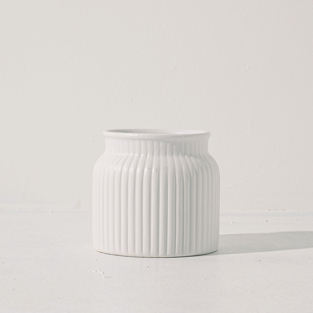 猴尾柱多肉 | 軟猴尾仙人掌 | 像猴子的尾巴 | 陽光植物