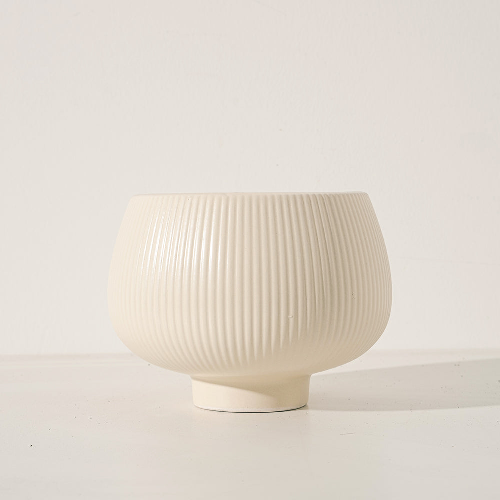 唐印 | 火紅色的葉片 | 凝聚財氣 | 破除壞運氣 | 一物一拍 | 陽光植物