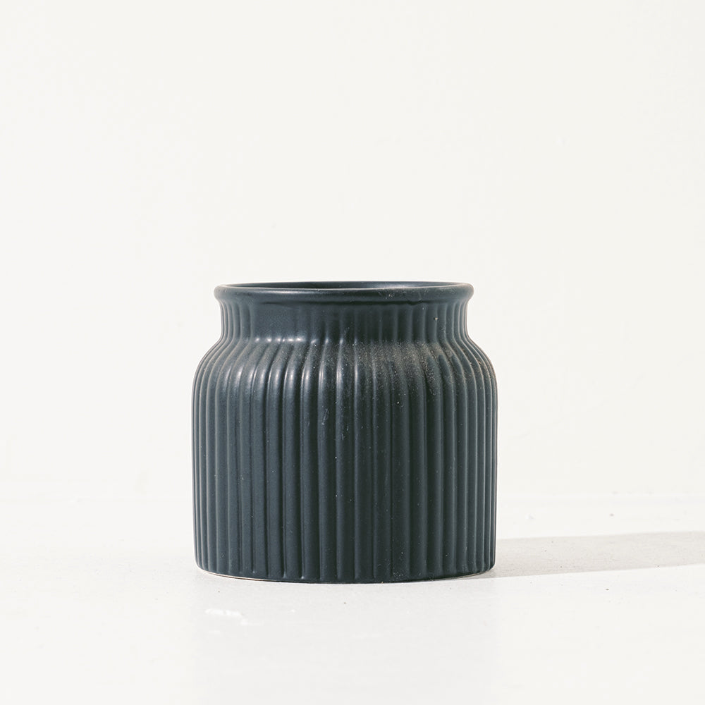 油點百合盆栽 | 花豹的耳朵 | 會開花且花會香 | 多肉植物