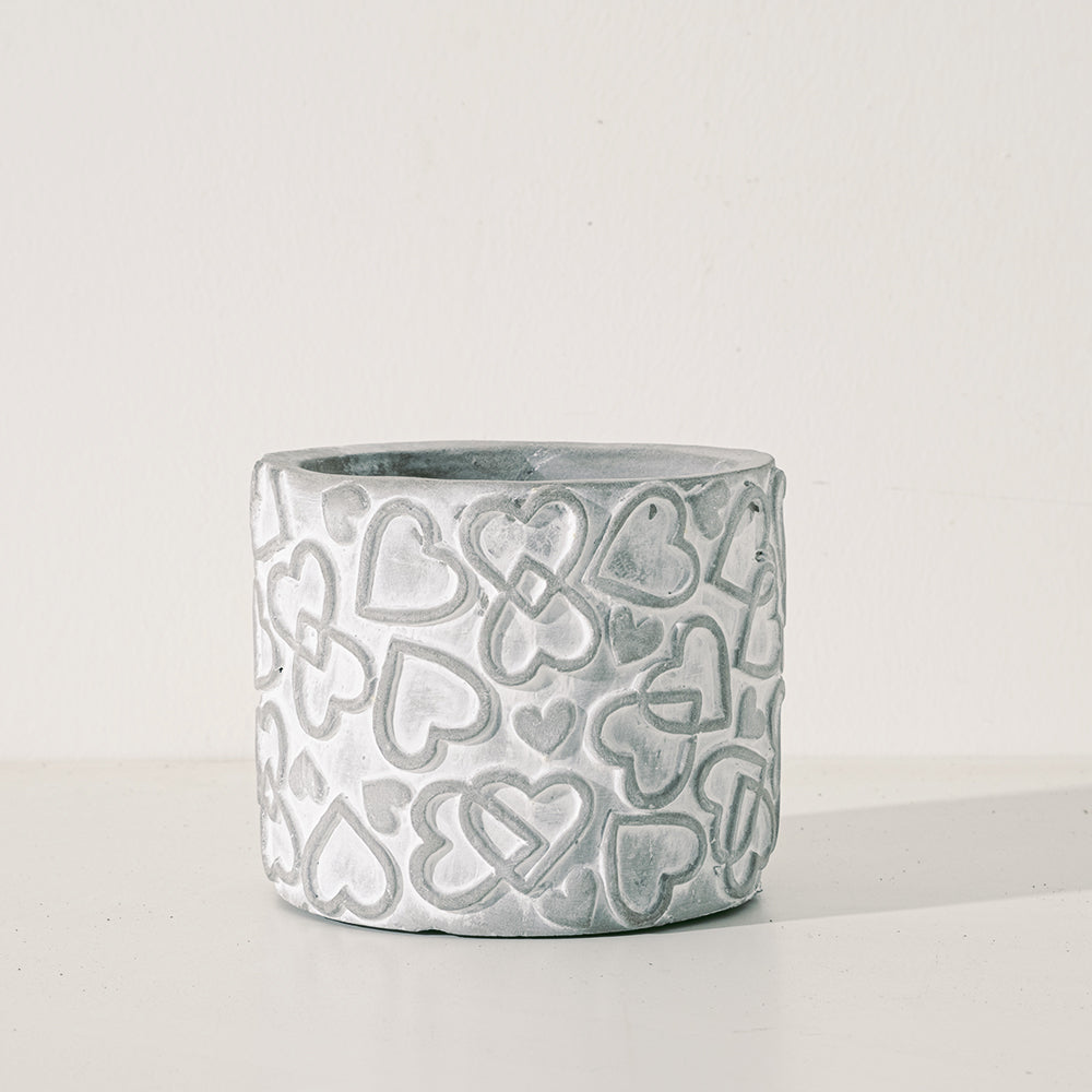 金狗毛蕨 | 蕨類植物 | 觸感像黃金獵犬 | 台灣特有種 | 室內植物